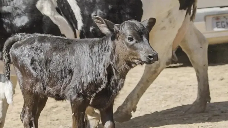 Produtores rurais de Perdigão e Araújos terão acesso a inseminação gratuita